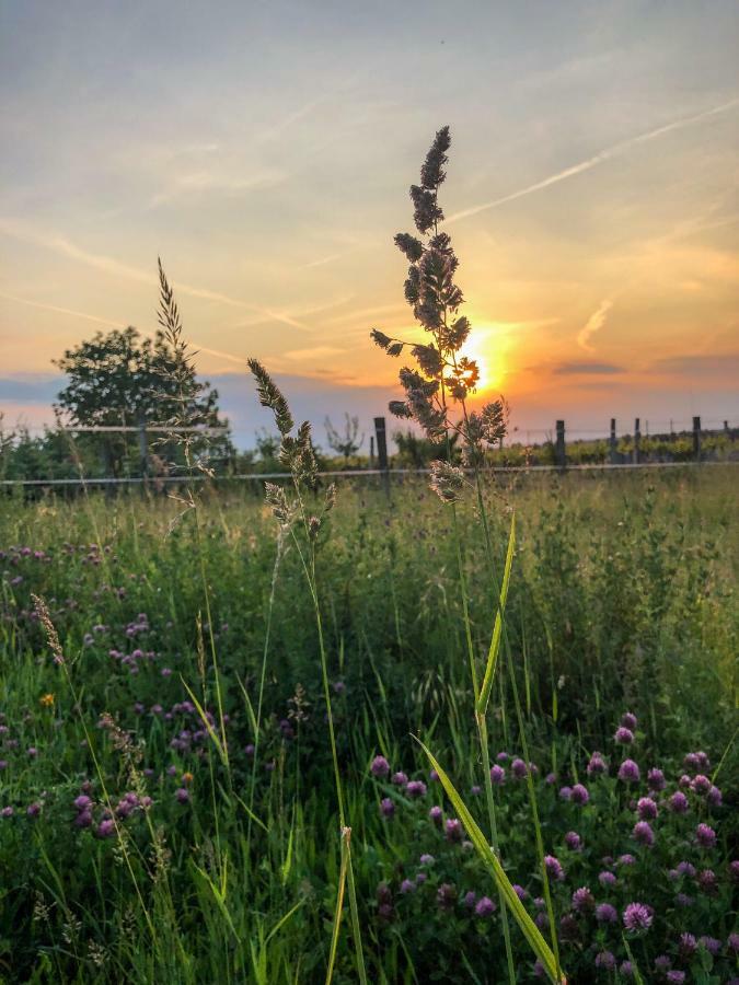 Apartmán Tulipanos Vendeghaz Fertoszentmiklos Exteriér fotografie